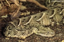 Puffotter (Bitis arietans) im TerraZoo Rheinberg