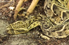 Puffotter (Bitis arietans) im TerraZoo Rheinberg