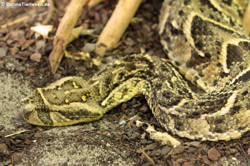 Puffotter (Bitis arietans)