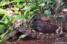 Nashornviper (Bitis nasicornis) im TerraZoo Rheinberg