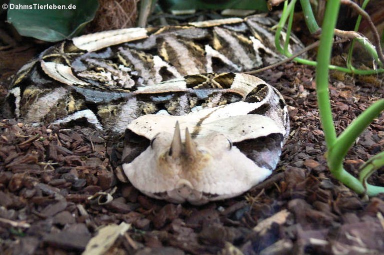 Bitis rhinoceros