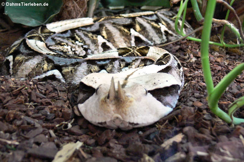 Gabunviper (Bitis rhinoceros)