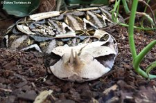 Gabunviper (Bitis rhinoceros) im TerraZoo Rheinberg