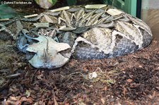 Gabunviper (Bitis rhinoceros) im TerraZoo Rheinberg