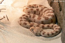 Wüsten-Hornviper (Cerastes cerastes) im TerraZoo Rheinberg