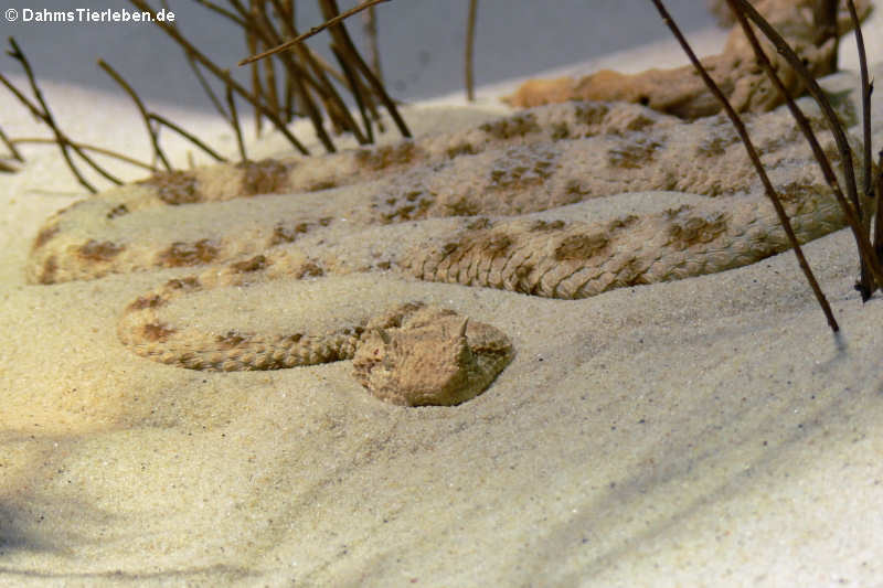 Wüsten-Hornviper (Cerastes cerastes)