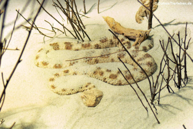 Wüstenhornviper Cerastes cerastes-5