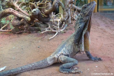 Kragenechse (Chlamydosaurus kingii)