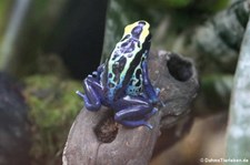 Färberfrosch (Dendrobates tinctorius) im TerraZoo Rheinberg