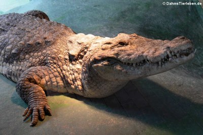 Nilkrokodil (Crocodylus niloticus)