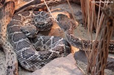 Östliche Diamant-Klapperschlange (Crotalus adamanteus) im TerraZoo Rheinberg