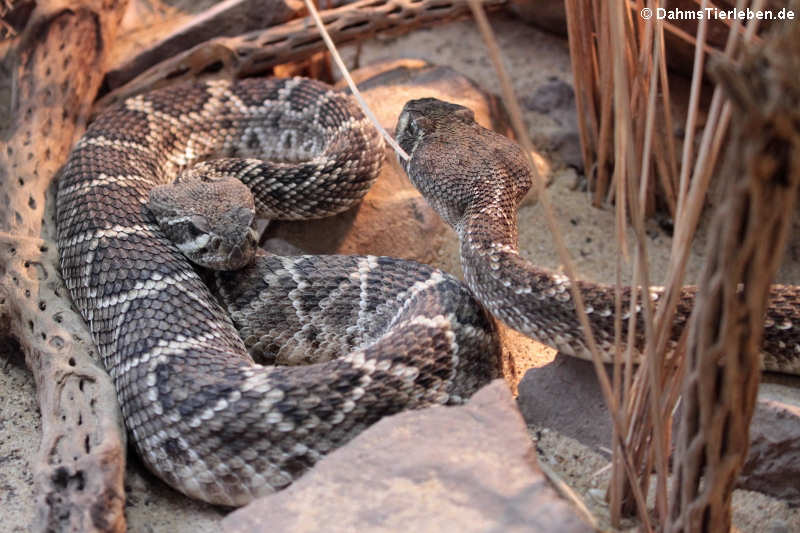 Crotalus adamanteus