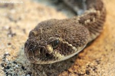 Östliche Diamant-Klapperschlange (Crotalus adamanteus) im TerraZoo Rheinberg