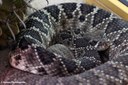 Crotalus atrox