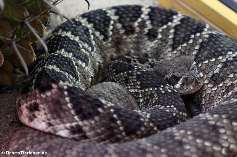 Texas-Klapperschlange (Crotalus atrox)