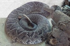 Basilisken-Klapperschlange (Crotalus basiliscus) im TerraZoo Rheinberg