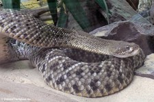 Basilisken-Klapperschlange (Crotalus basiliscus) im TerraZoo Rheinberg