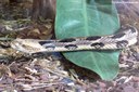 Crotalus horridus