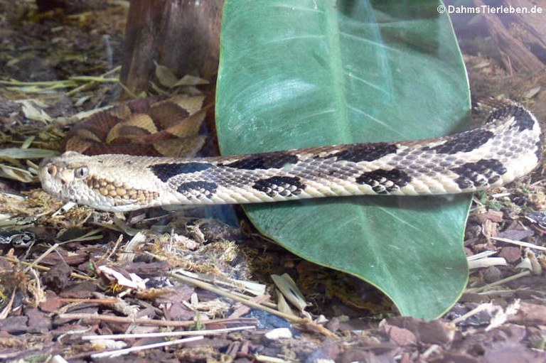 Crotalus horridus