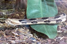 Waldklapperschlange (Crotalus horridus) im TerraZoo Rheinberg