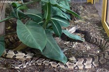 Waldklapperschlange (Crotalus horridus) im TerraZoo Rheinberg