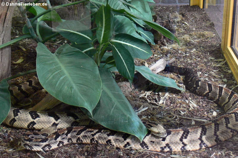 Waldklapperschlangen (Crotalus horridus)