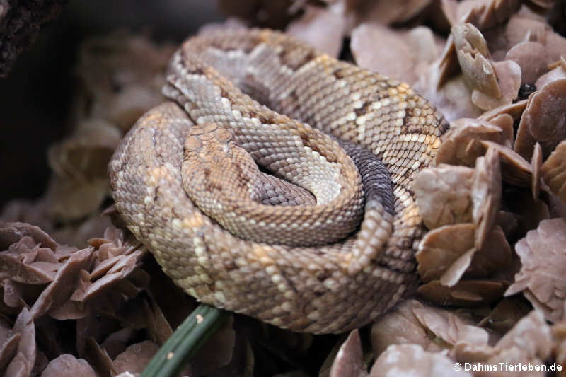 Aruba-Klapperschlange (Crotalus unicolor)