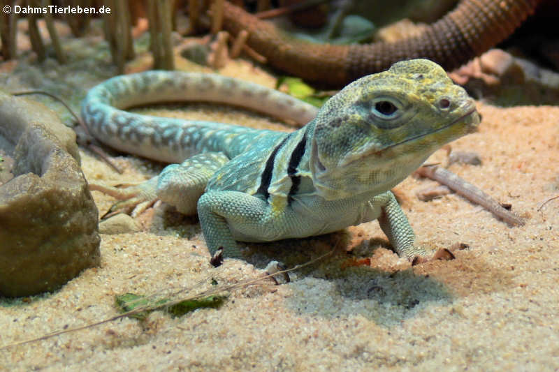 Halsbandleguan (Crotaphytus collaris)