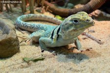 Halsbandleguan (Crotaphytus collaris) im TerraZoo Rheinberg