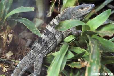Schwarzleguan (Ctenosaura similis)