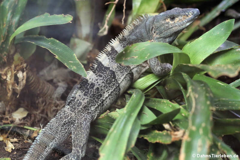 Schwarzleguan (Ctenosaura similis)