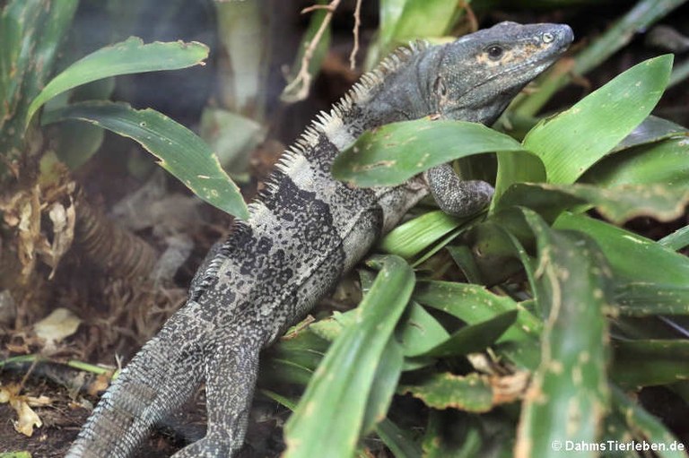 Ctenosaura similis