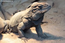 Nashornleguan (Cyclura cornuta) im TerraZoo Rheinberg