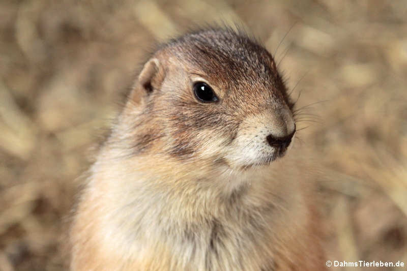 Schwarzschwanz-Präriehund (Cynomys ludovicianus)