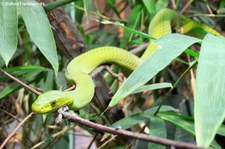 Gewöhnliche Mamba (Dendroaspis angusticeps) im TerraZoo Rheinberg