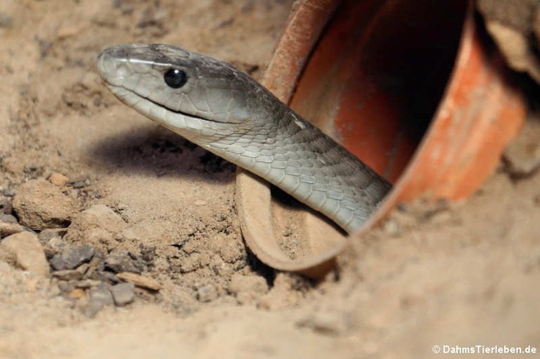 Dendroaspis polylepis