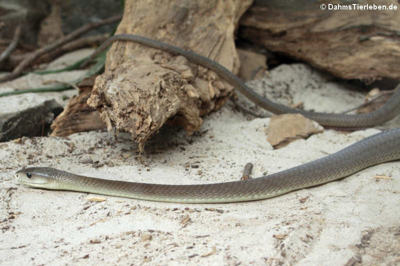 Schwarze Mamba (Dendroaspis polylepis)