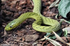 Grüne Mamba (Dendroaspis viridis) im TerraZoo Rheinberg