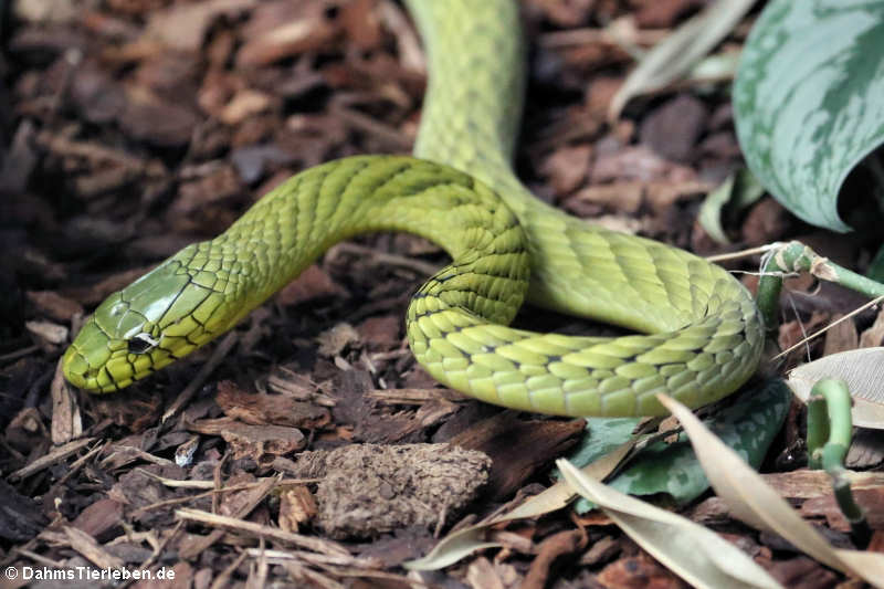 Grüne Mamba (Dendroaspis viridis)