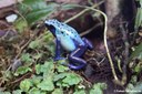 Dendrobates tinctorius