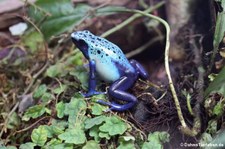 Färberfrosch (Dendrobates tinctorius) im TerraZoo Rheinberg