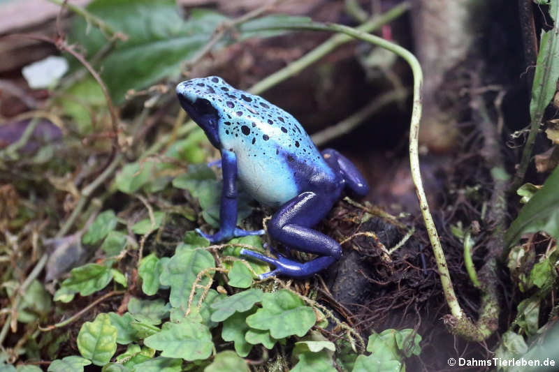 Färberfrosch (Dendrobates tinctorius)