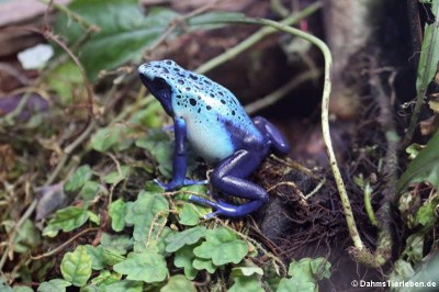 Färberfrosch (Dendrobates tinctorius)