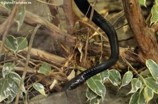 Boomslang (Dispholidus typus) im TerraZoo Rheinberg