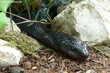 Östliche Indigonatter (Drymarchon couperi) im TerraZoo Rheinberg