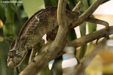 Madagaskar-Riesenchamäleon (Furcifer oustaleti) im TerraZoo Rheinberg