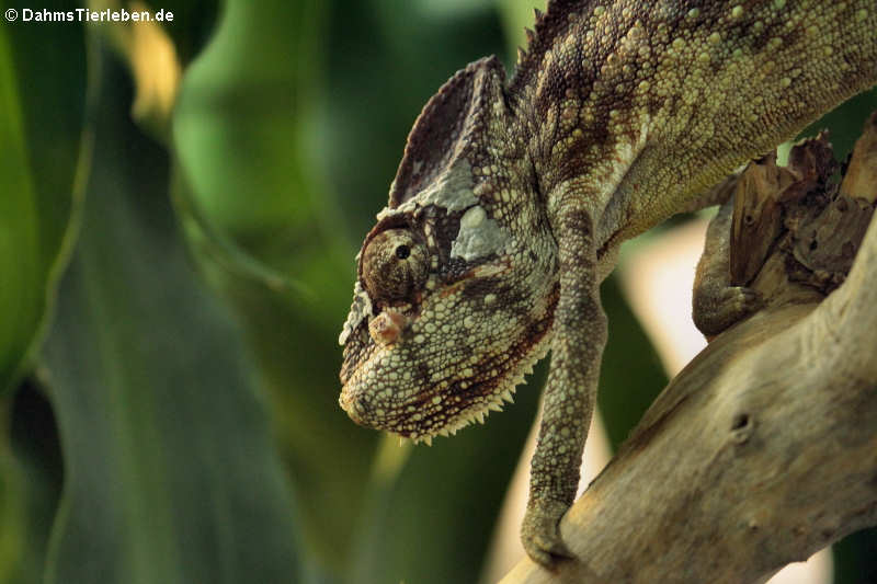 Furcifer oustaleti