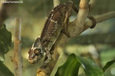 Madagaskar-Riesenchamäleon (Furcifer oustaleti) im TerraZoo Rheinberg