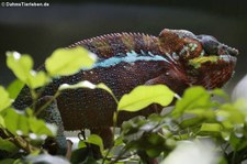 Pantherchamäleon (Furcifer pardalis) im TerraZoo Rheinberg