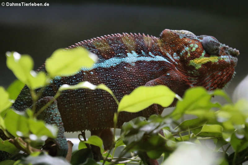 Pantherchamäleon (Furcifer pardalis)